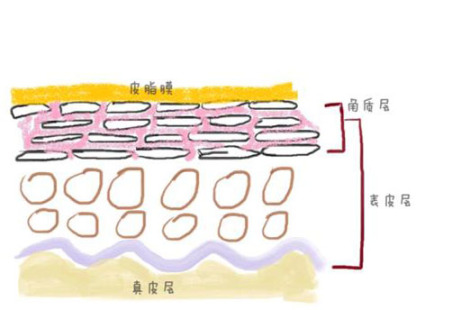 第二種是仿細胞間質,這次更直截了當,仿皮脂膜.即dms技術.