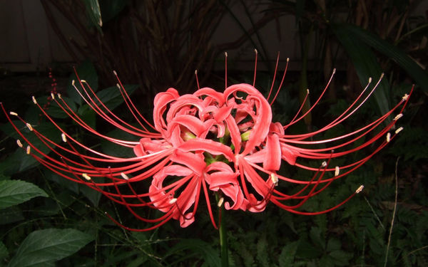 利威丝初黛0硅谜香洁丝露